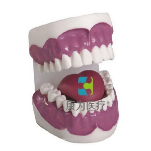 浙江“康为医疗”牙护理保健模型（28颗牙）（放大3倍）