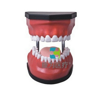 浙江“康为医疗”豪华型牙护理保健模型（32颗牙,可脱卸）