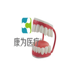浙江“康为医疗”儿童牙护理保健模型