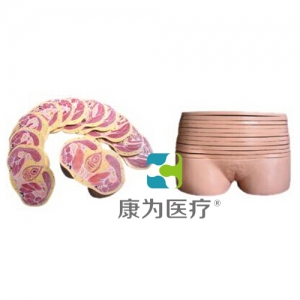 浙江“康为医疗”女性盆部横断断层解剖模型