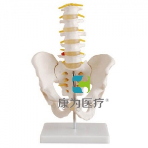 福建“康为医疗”自然大骨盆带五节腰椎模型