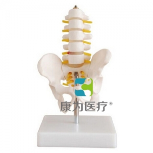 浙江“康为医疗”自然大骨盆带五节腰椎模型