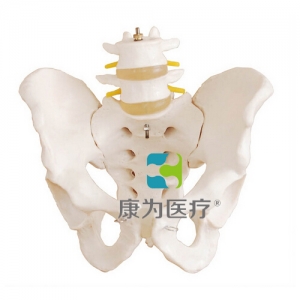 浙江“康为医疗”盆骨带两节腰椎模型