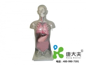福建“康为医疗”头颈躯干骨、骨盆与内脏关系附透明躯壳模型