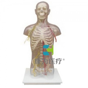 福建“康为医疗”男性躯干骨附主要动脉和神经分布