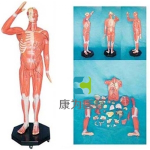 浙江“康为医疗” 人体全身肌肉附内脏模型