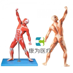 浙江“康为医疗”人体全身肌肉运动模型