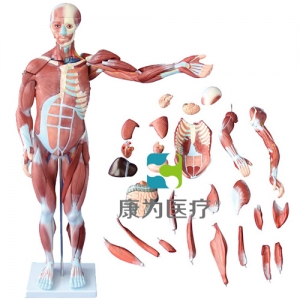 浙江“康为医疗”80CM人体肌肉模型 27件