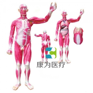 “康为医疗”全身肌肉解剖附内脏器官模型