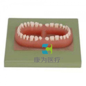 浙江“康为医疗”成人牙模型总汇（32颗牙）