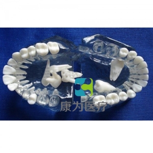 浙江“康为医疗”标准水晶牙列模型(全口牙可拆）
