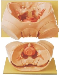 膀胱内窥镜检查模型