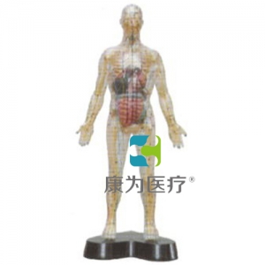 浙江“康为医疗”透明人体针灸模型（透明可见骨骼.内脏)