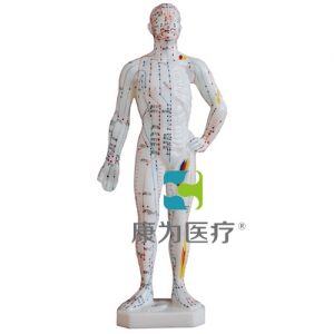 浙江“康为医疗”人体针灸模型26CM