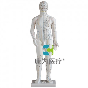 浙江“康为医疗”人体针灸模型46CM