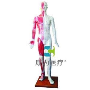 浙江“康为医疗”人体针灸模型178CM
