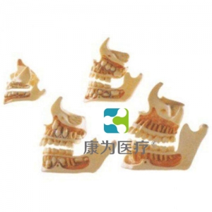 浙江“康为医疗”牙与颌骨的发育模型