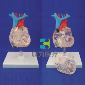 浙江“康为医疗”自然大透明心脏模型