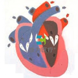 浙江“康为医疗”心脏收缩、舒张与瓣膜开闭演示模型