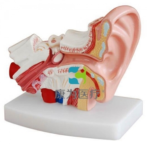 福建“康为医疗”桌上型耳解剖模型