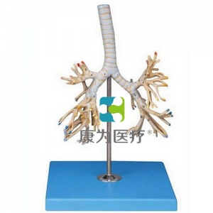 浙江“康为医疗”支气管树模型