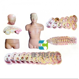 浙江“康为医疗”人体头颈躯干横断断层解剖模型