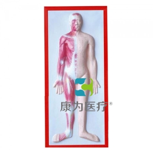 浙江“康为医疗”人体肌肉浮雕模型