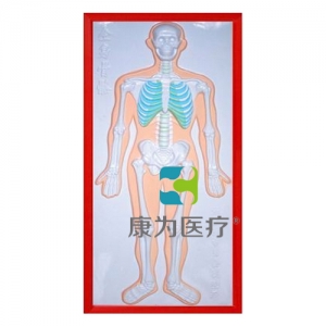 浙江“康为医疗”骨骼系统浮雕模型