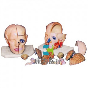 福建“康为医疗”头解剖附脑模型（10部件）
