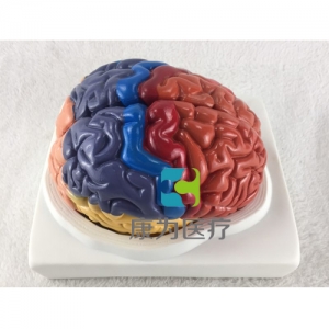 “康为医疗”大脑皮质功能定位模型